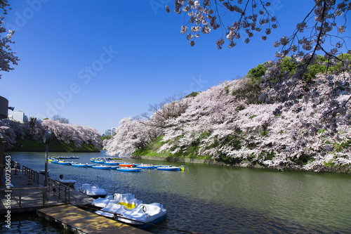 千鳥ヶ淵の桜