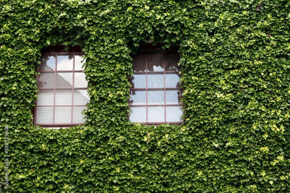 Windows on an old house covered with ivy
