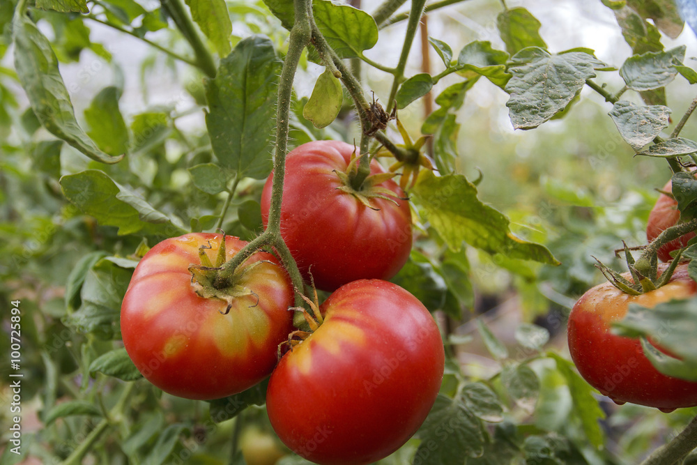 organic tomato plant and fruit on a natural background