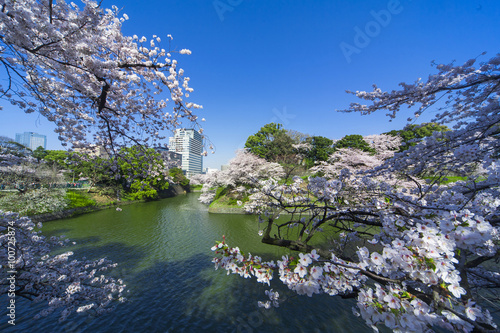 千鳥ヶ淵の桜