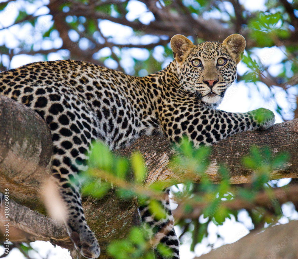 Leopard is lying on a tree. National Park. Kenya. Tanzania. Maasai Mara. Serengeti. An excellent illustration. Leopard is lying on a tree. National Park. Kenya. Tanzania. Maasai Mara. Serengeti. An excellent illustration.