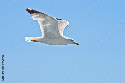 Closeup of a seagull flying over Aegean sea near mountain Athos