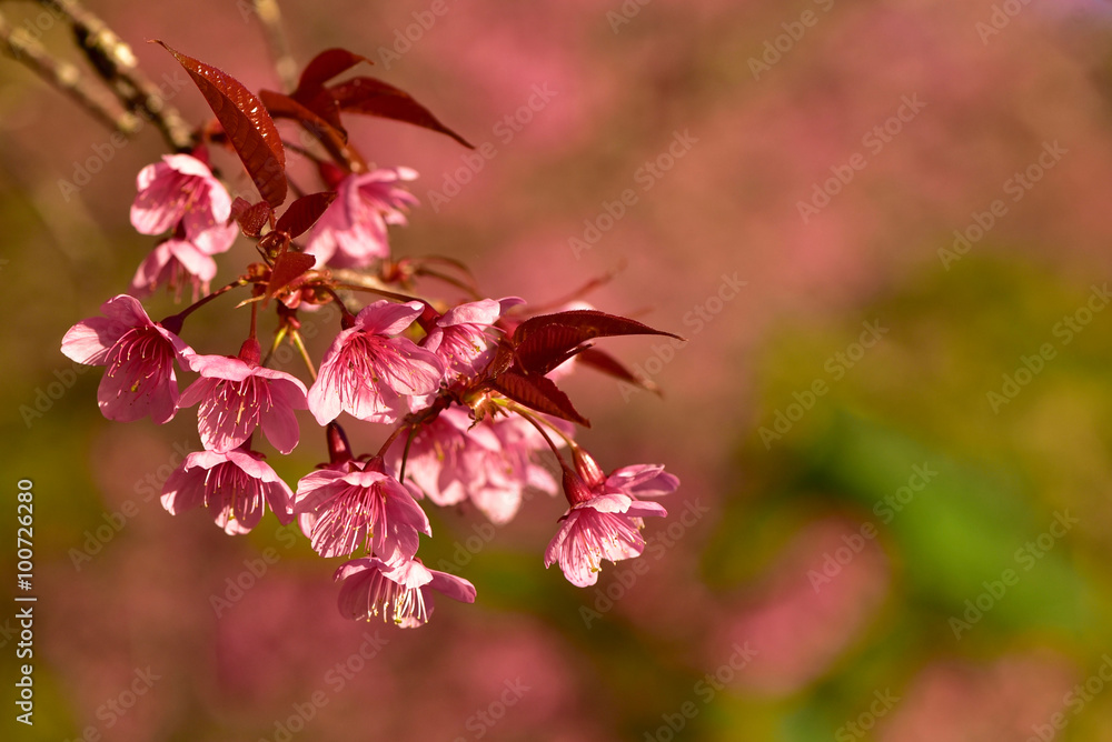 Fototapeta premium wild himalayan cherry