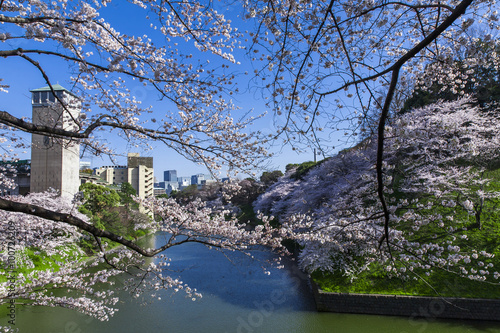 千鳥ヶ淵の桜