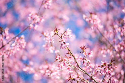 Pink sakura, Cherry blossom in Thailand.