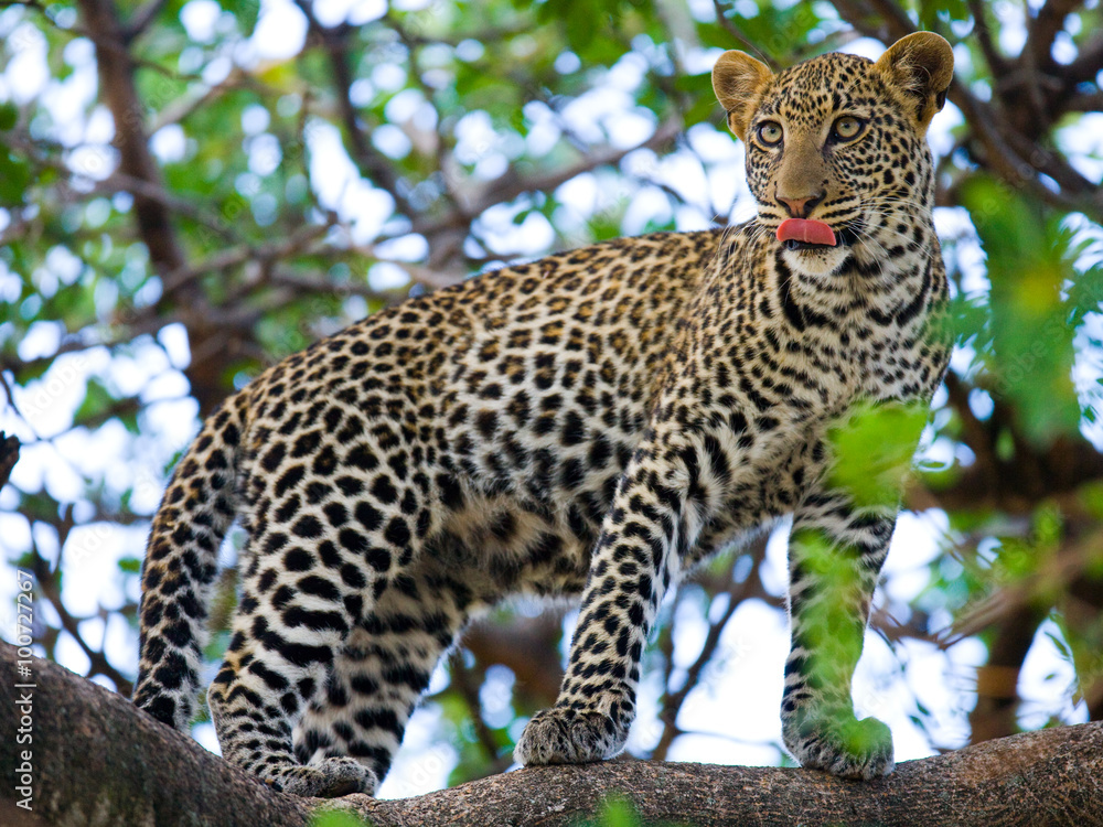 Leopard standing on the tree. National Park. Kenya. Tanzania. Maasai Mara. Serengeti. An excellent illustration. Leopard standing on the tree. National Park. Kenya. Tanzania. Maasai Mara. Serengeti. An excellent illustration.