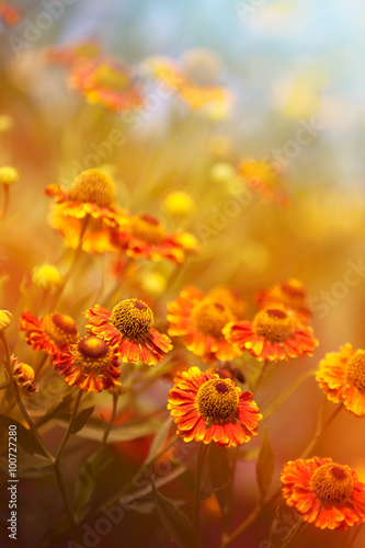 Magic helenium./    Magic incredibly beautiful flowers helenium on the eve of the fall! © zimogljad