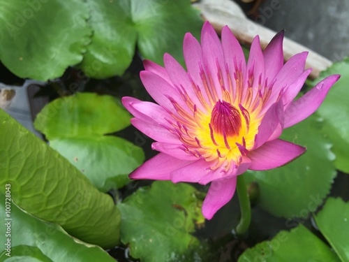 Lotus flower