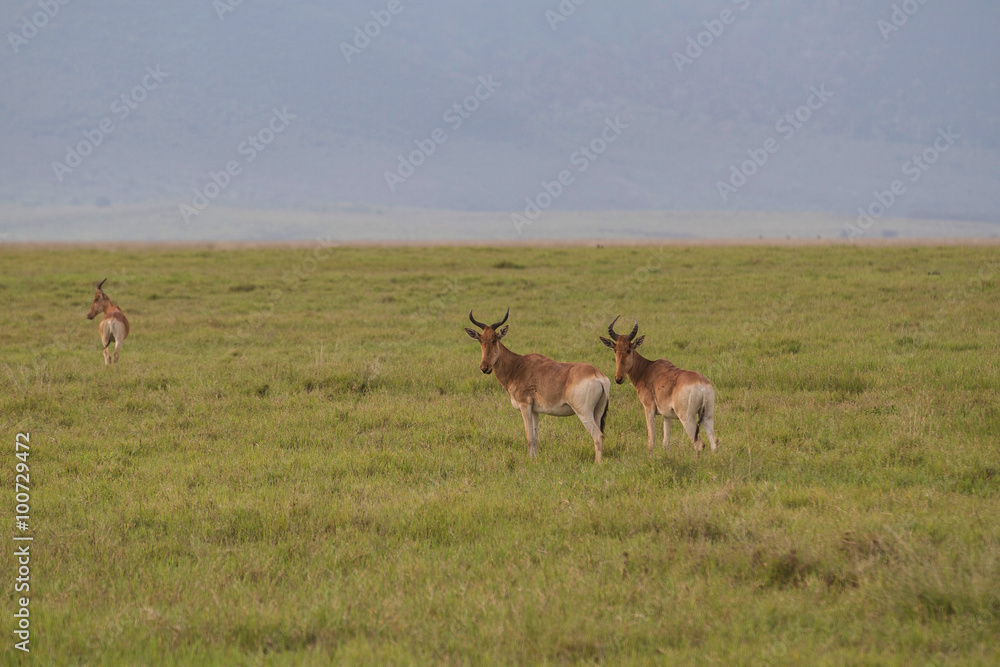 Naklejka premium African Wild