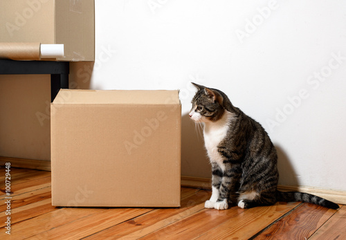 Fototapeta Naklejka Na Ścianę i Meble -  Moving day - cat and cardboard boxes in room