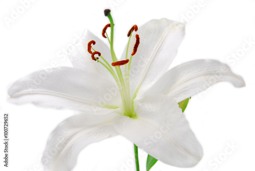 biały kwiat lilii na białym tle