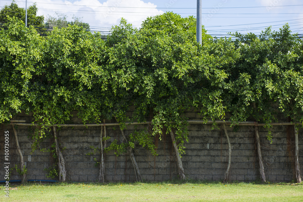 trees arranged in a row along a block wall trees arranged in a row along a block wall