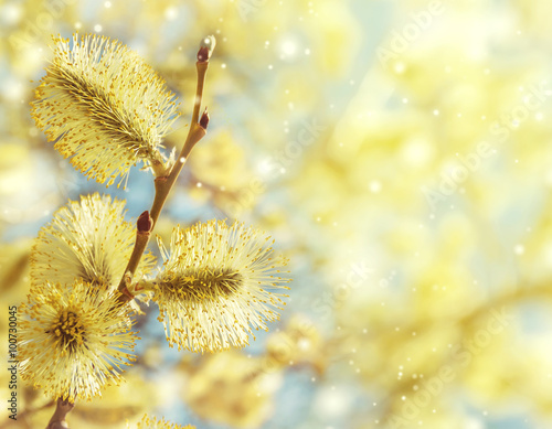 Spring gentle background with  blossoming willow catkins