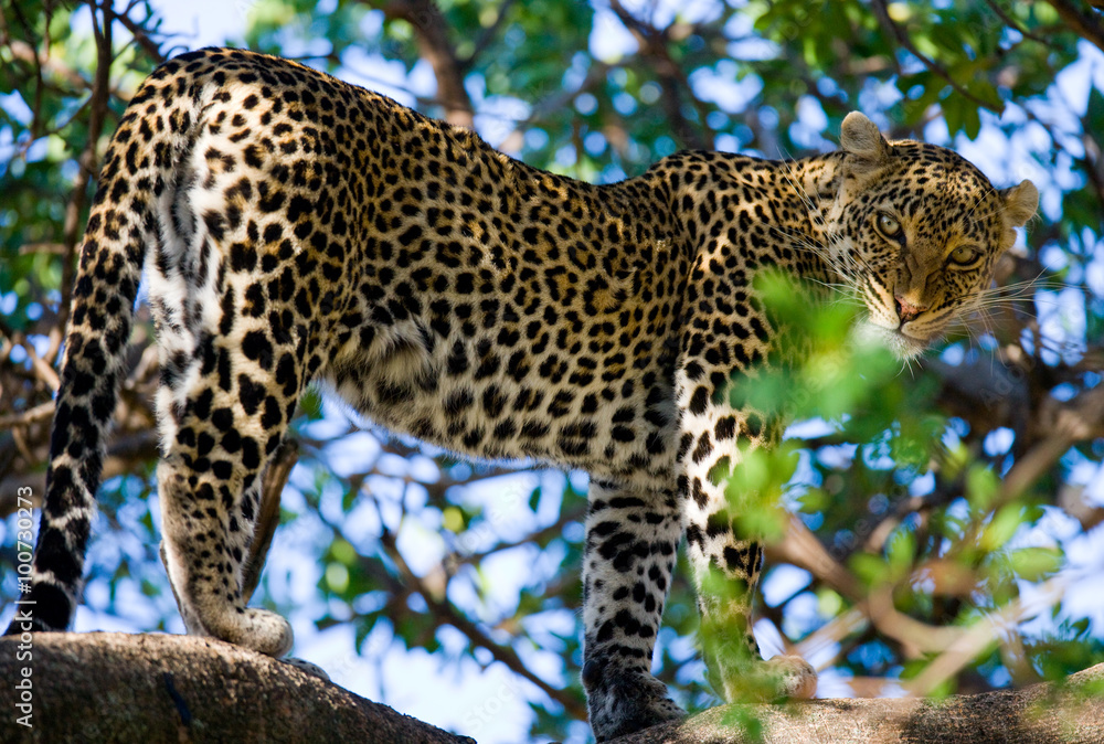 Leopard standing on the tree. National Park. Kenya. Tanzania. Maasai Mara. Serengeti. An excellent illustration. Leopard standing on the tree. National Park. Kenya. Tanzania. Maasai Mara. Serengeti. An excellent illustration.