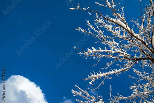 Winter Trees on Blue Sky with Copy Space
