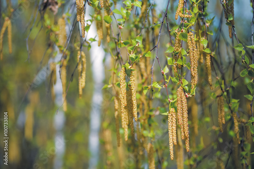 flowers birch