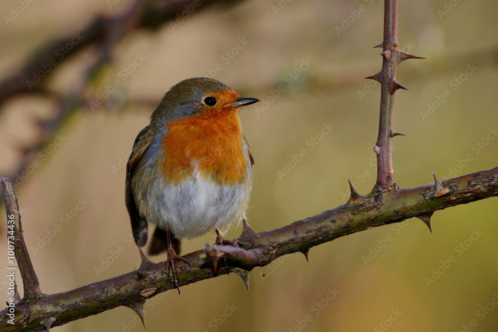 Robin, Erithacus rubecula Robin, Erithacus rubecula