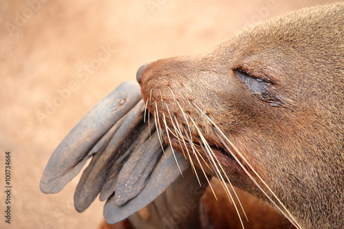 Portrait of a relaxed seal at Cape Cross, near Swakopmund, Namibia, Africa.