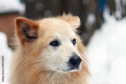 Рыжая старая собака лайка на фоне зимнего снежного двора