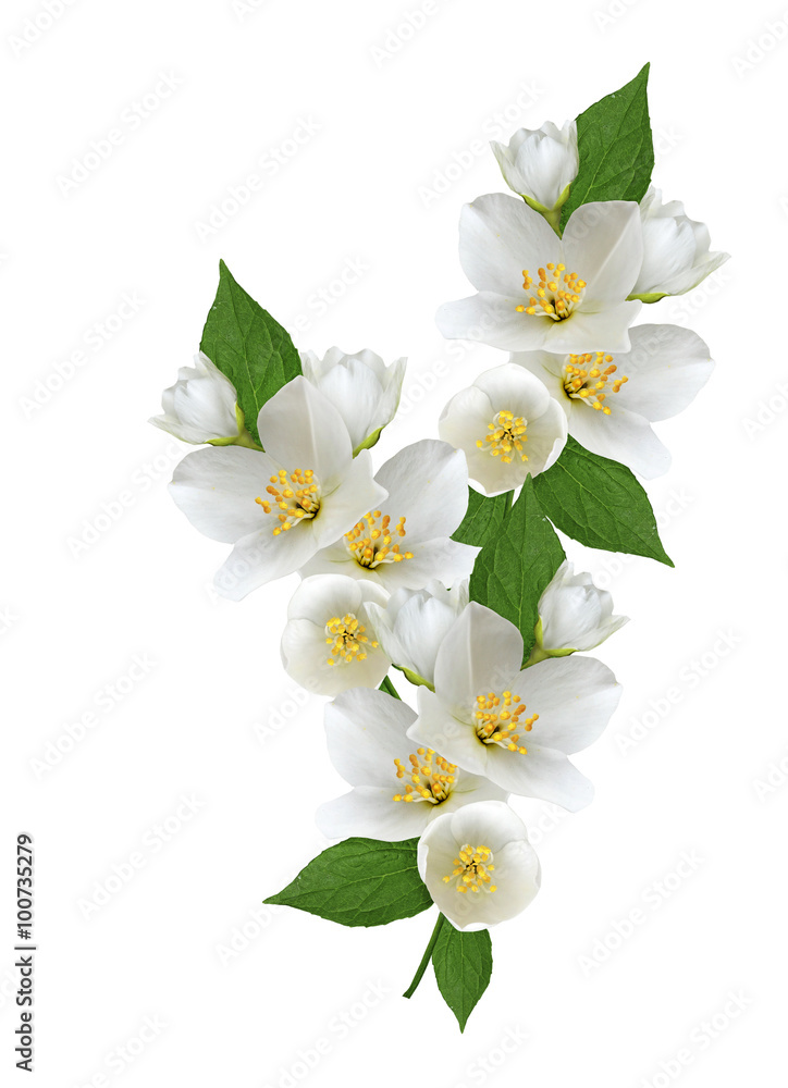 Fototapeta premium branch of jasmine flowers isolated on white background