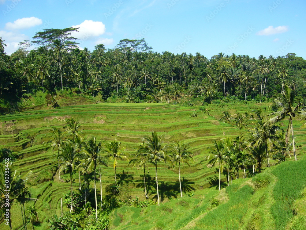 Rices meadow landscape in Bali island