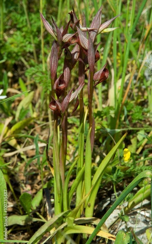 Serapias lingua in the Necropoli di Pantalica, eastern Sicily, Italy
