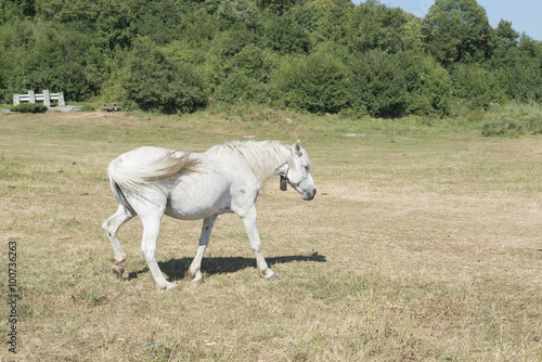 white horse in meadow