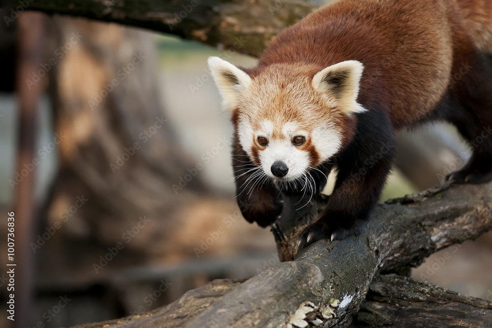 Obraz premium Red panda on the branch