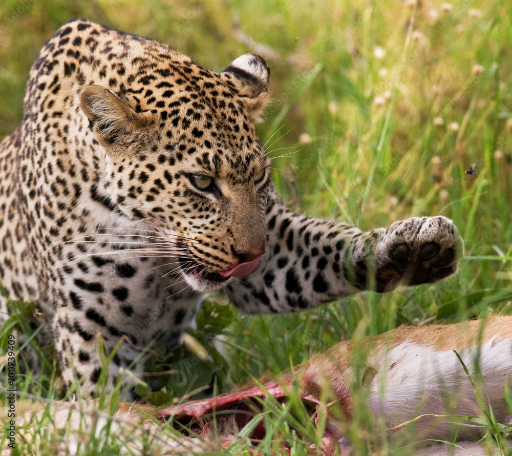 Leopard with his prey. National Park. Kenya. Tanzania. Maasai Mara. Serengeti. An excellent illustration. Leopard with his prey. National Park. Kenya. Tanzania. Maasai Mara. Serengeti. An excellent illustration.