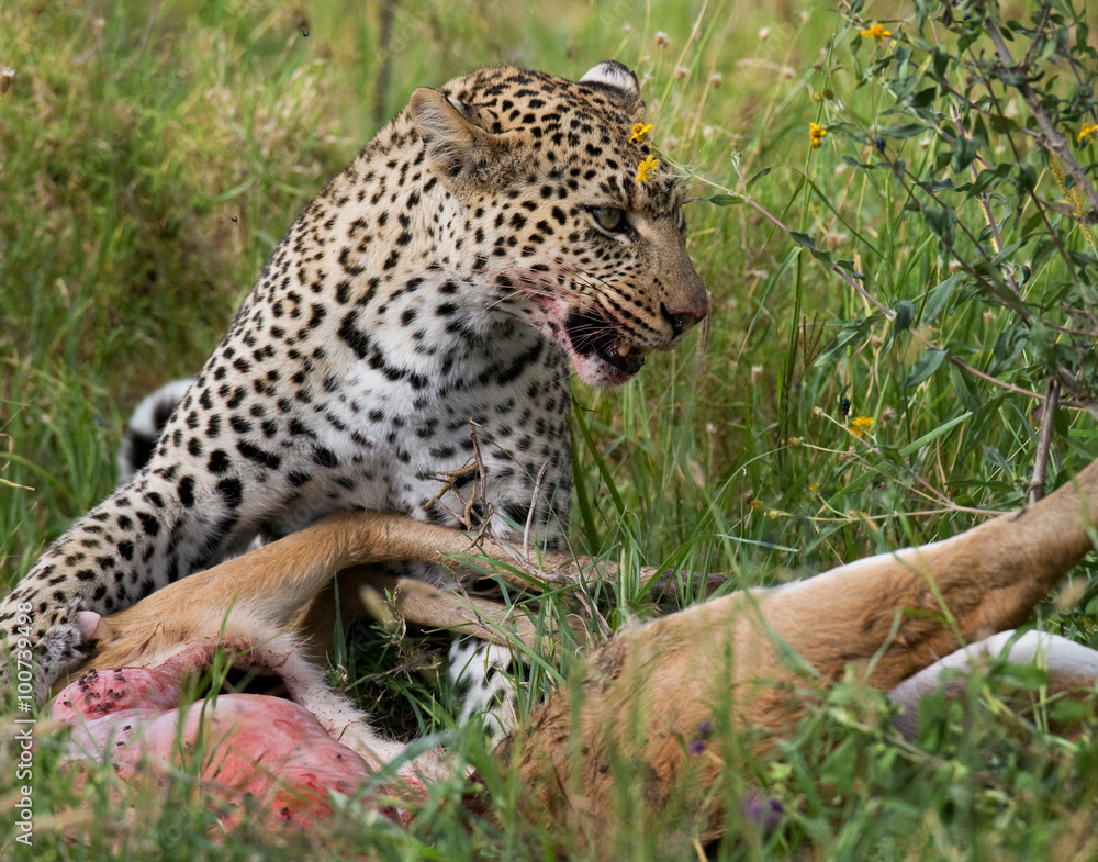 Leopard with his prey. National Park. Kenya. Tanzania. Maasai Mara. Serengeti. An excellent illustration. Leopard with his prey. National Park. Kenya. Tanzania. Maasai Mara. Serengeti. An excellent illustration.