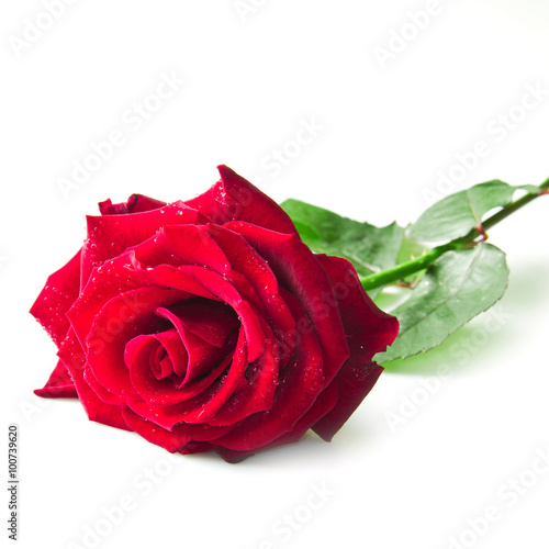 Single red rose flower