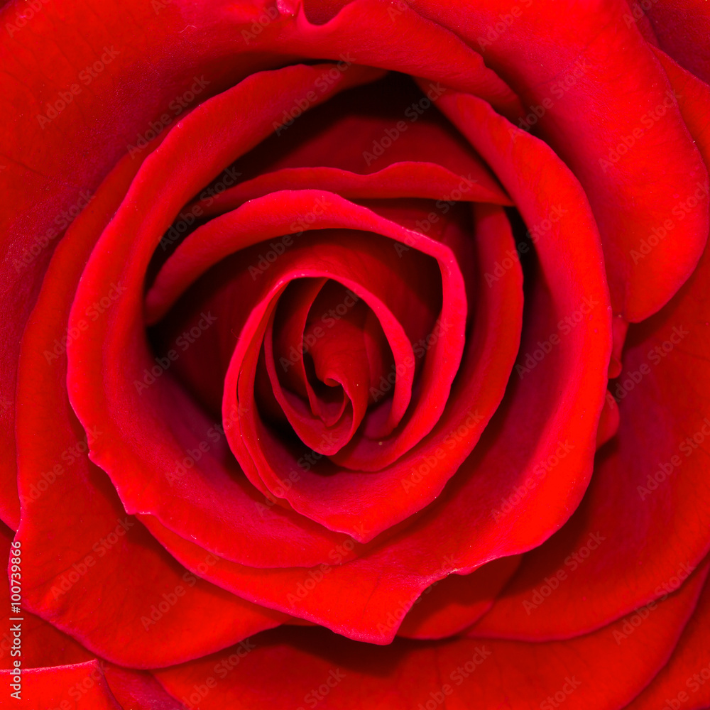 beautiful close up red rose beautiful close up red rose