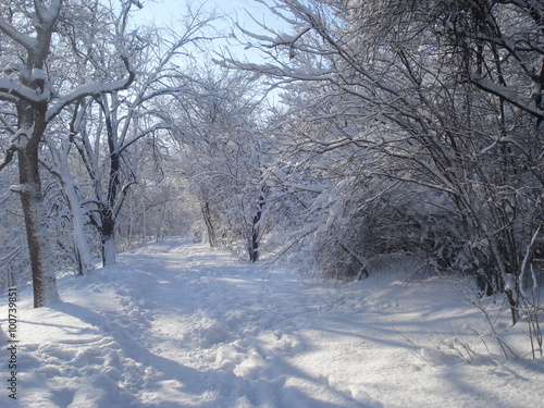 Path bordered by trees in winter © adinamnt