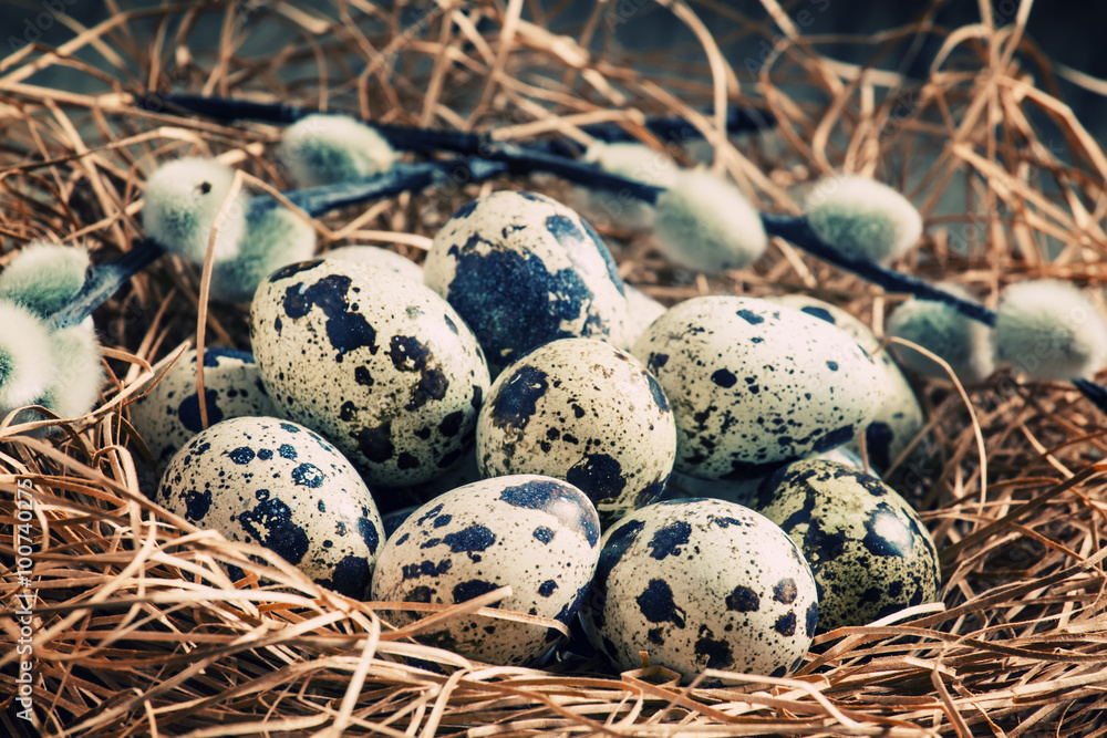 Quail eggs in a nest of straw and twigs of willow, selective foc Quail eggs in a nest of straw and twigs of willow, selective foc