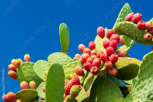 Fotografie Prickly pears with red fruits and blue sky in background