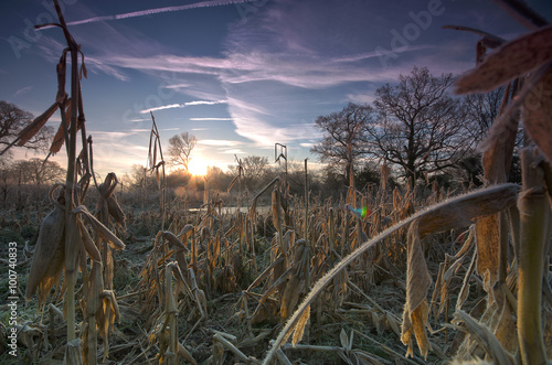 A frosty maize field in Suffolk, England.