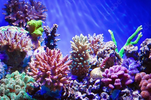 Coral reef aquarium
