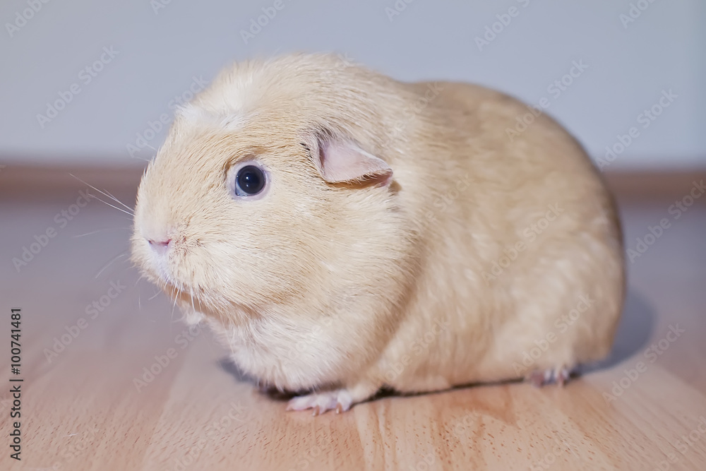 Guinea pig portrait Guinea pig portrait