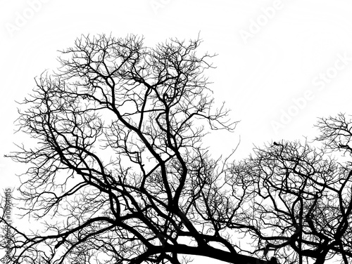 Tree silhouette .