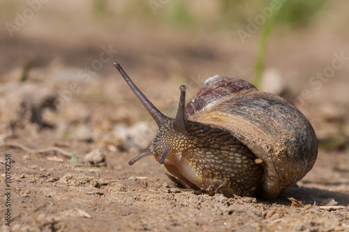 Obraz na plátně Snail