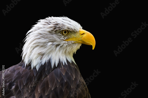 The head of a winged predator allocated on a black background.