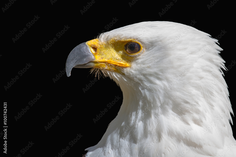 The head of a winged predator allocated on a black background. The head of a winged predator allocated on a black background.