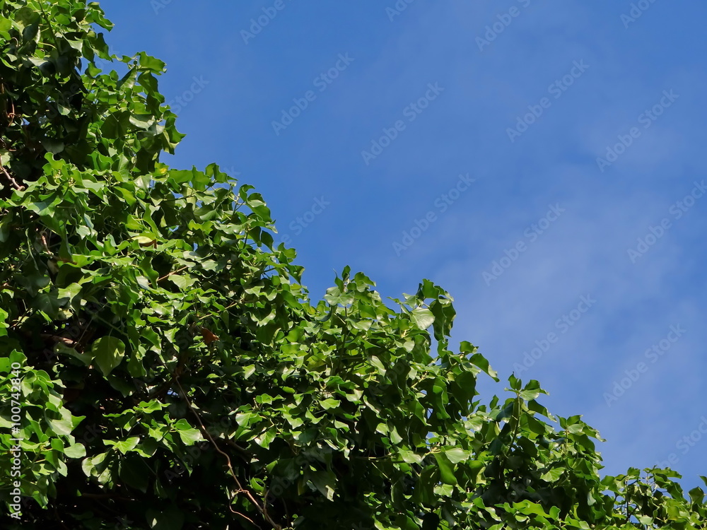 Obraz premium листья и небо 