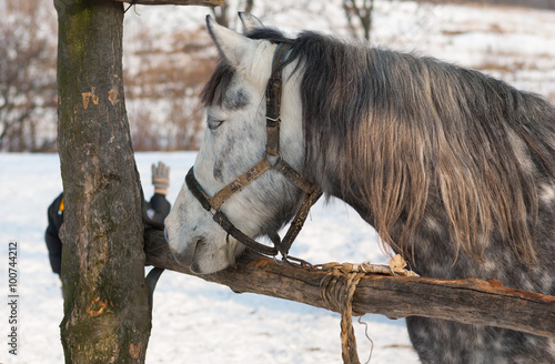 Portrait of dappled mare at open stall at winter season photo