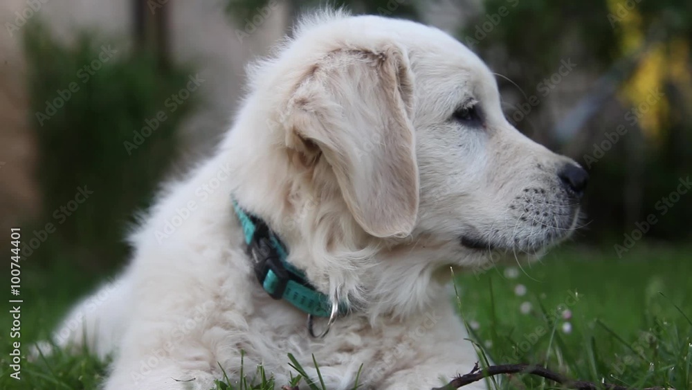 Lovely golden retriever puppy watching, smell and rests on green grass. Lovely golden retriever puppy watching, smell and rests on green grass.