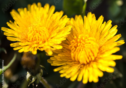 Closeup of two blooming yellow dandelion flowers