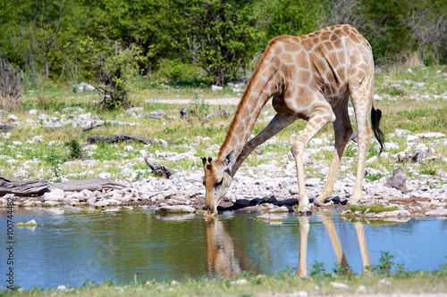 girafe drinking at a waterhole © photogallet