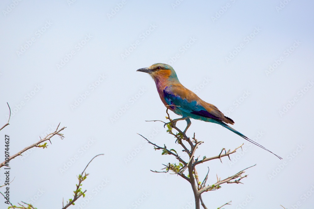 Fototapeta premium lilac breasted roller