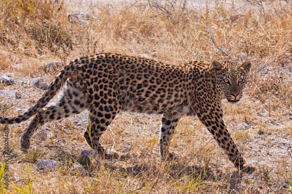 Obraz premium leopard walking in etosha