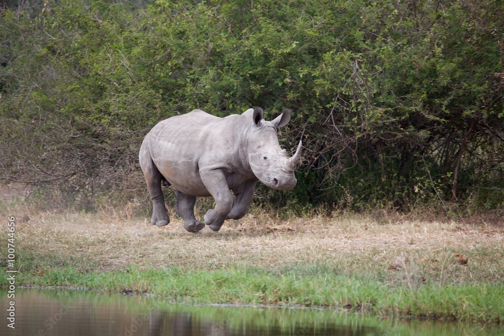 Obraz premium a running rhino in kruger national park south africa